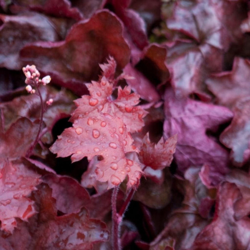 Heuchera Fire Chief - Purperklokje