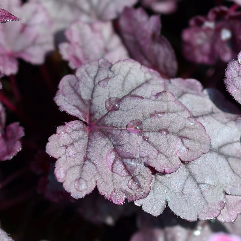 Heuchera Pink Panther - Purperklokje