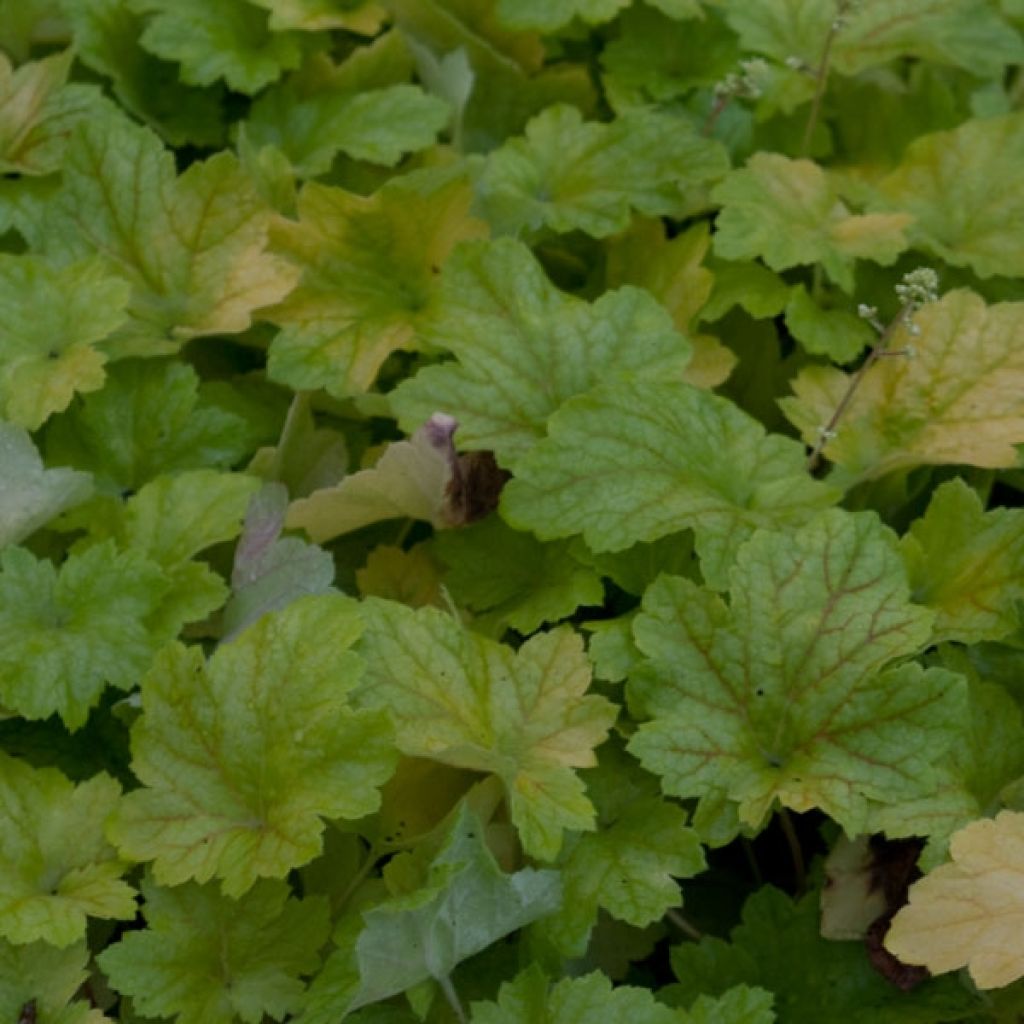Heuchère - Heuchera Electric Lime
