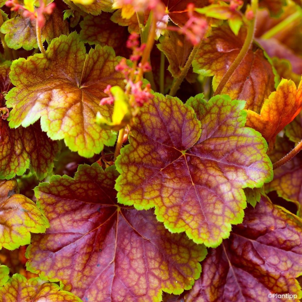 Heuchera Eternal Flame - Purperklokje