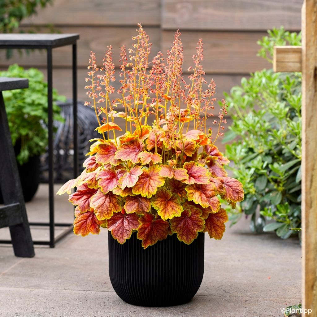 Heuchera Eternal Flame - Purperklokje