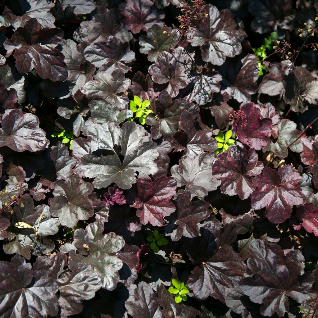 Heuchera Black Beauty - Purperklokje