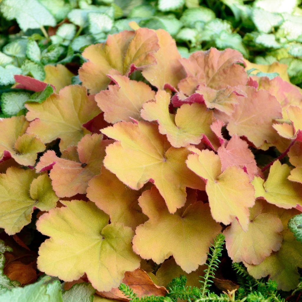 Heuchera Caramel - Purperklokje