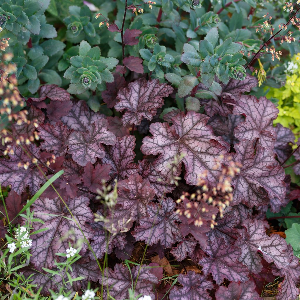 Heuchera Chocolate Ruffle - Purperklokje
