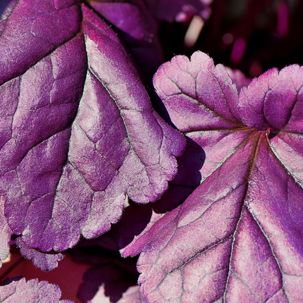 Heuchera Forever Purple - Purperklokje