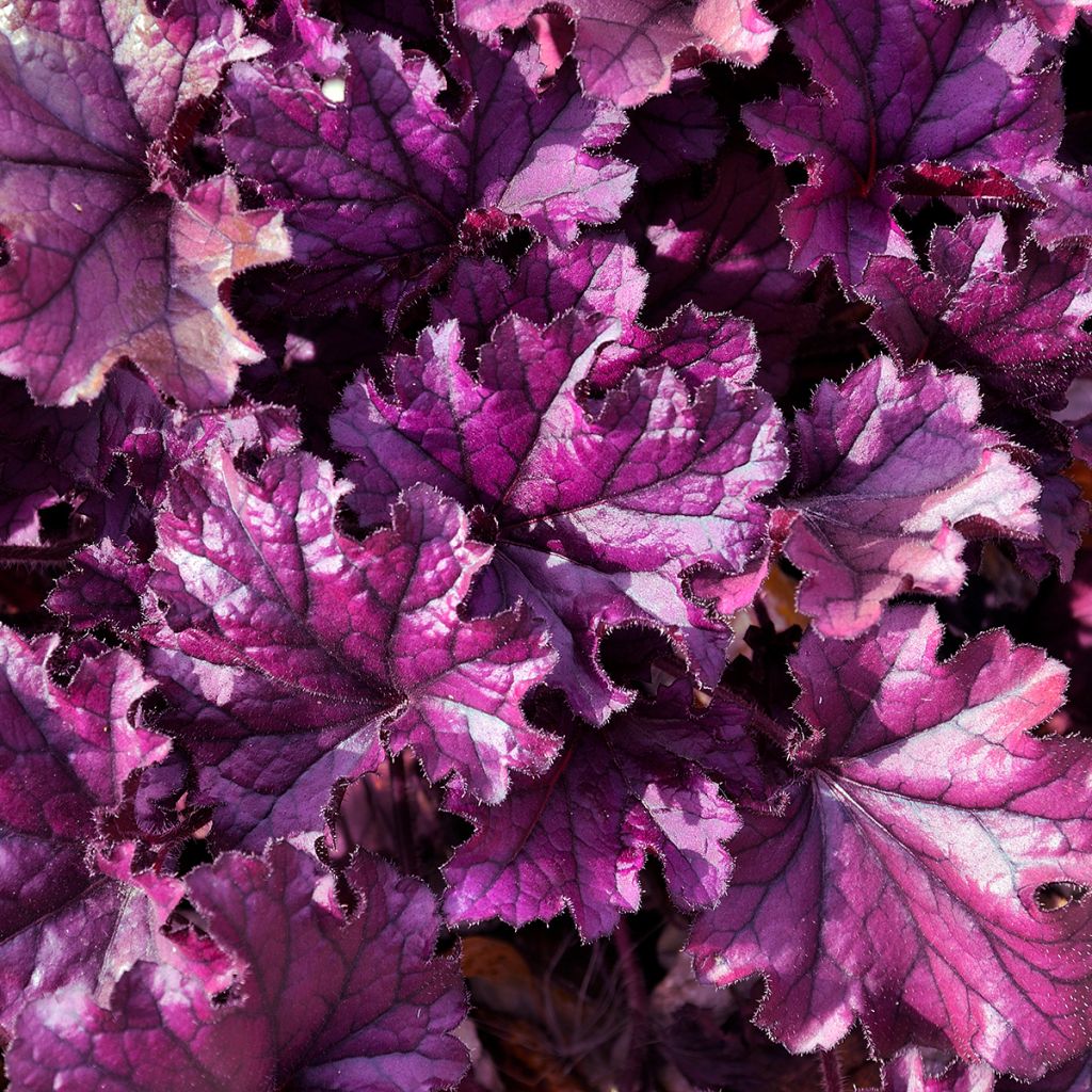 Heuchera Forever Purple - Purperklokje