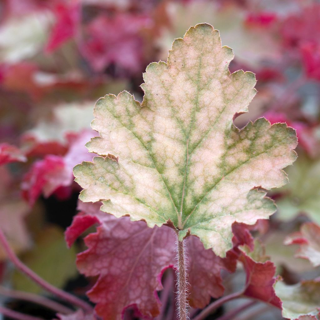 Heuchera Ginger Peach - Purperklokje