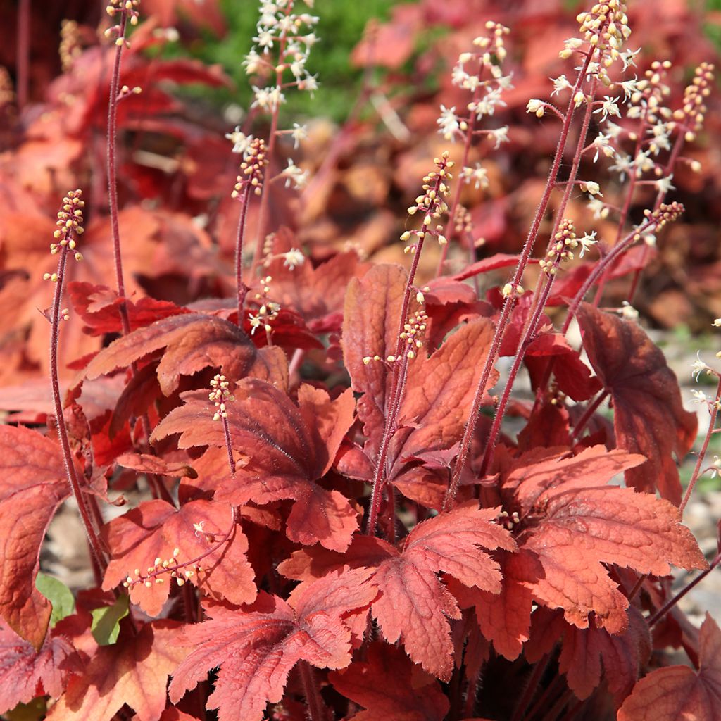 Heuchera Marmelade - Purperklokje