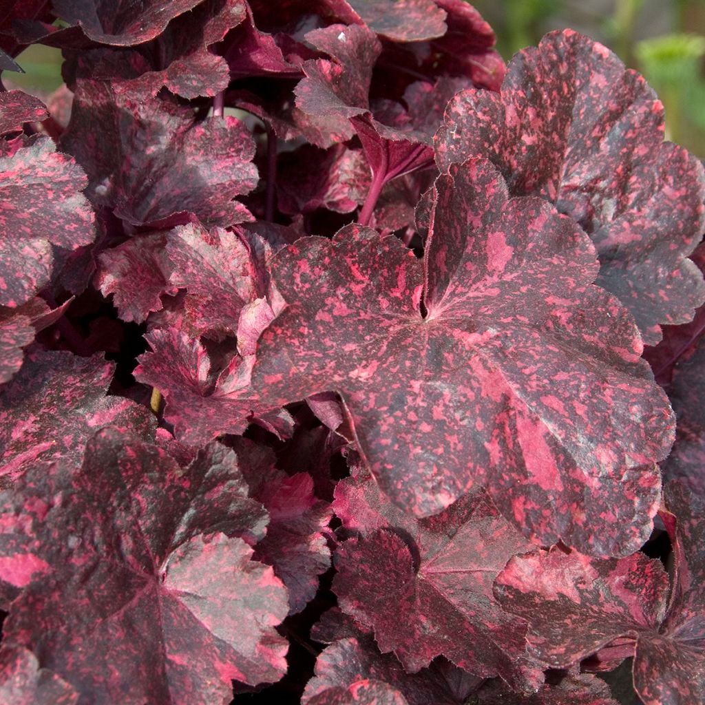 Heuchera Midnight Rose - Purperklokje