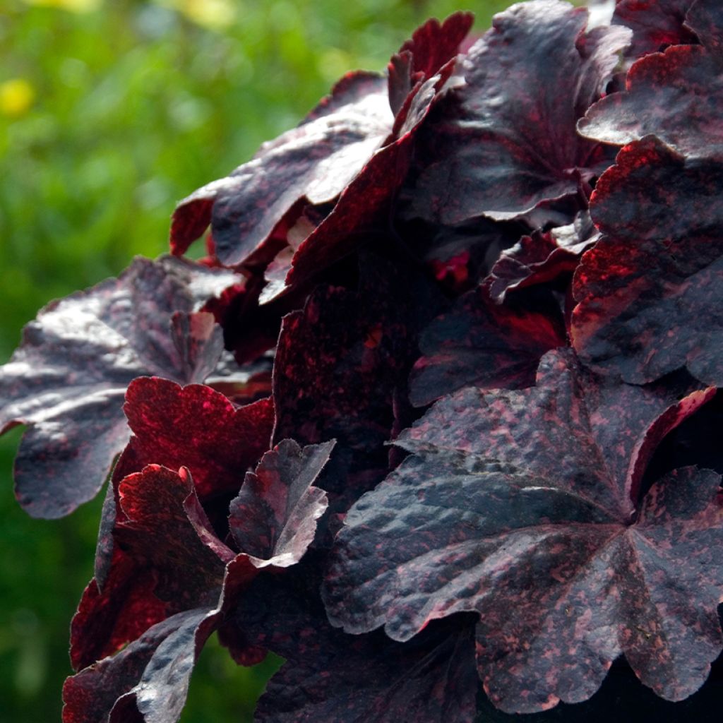 Heuchera Midnight Rose - Purperklokje