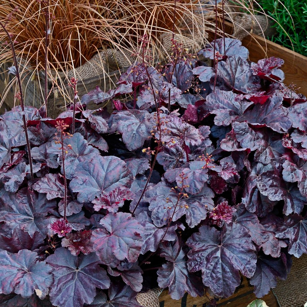 Heuchera Obsidian - Purperklokje
