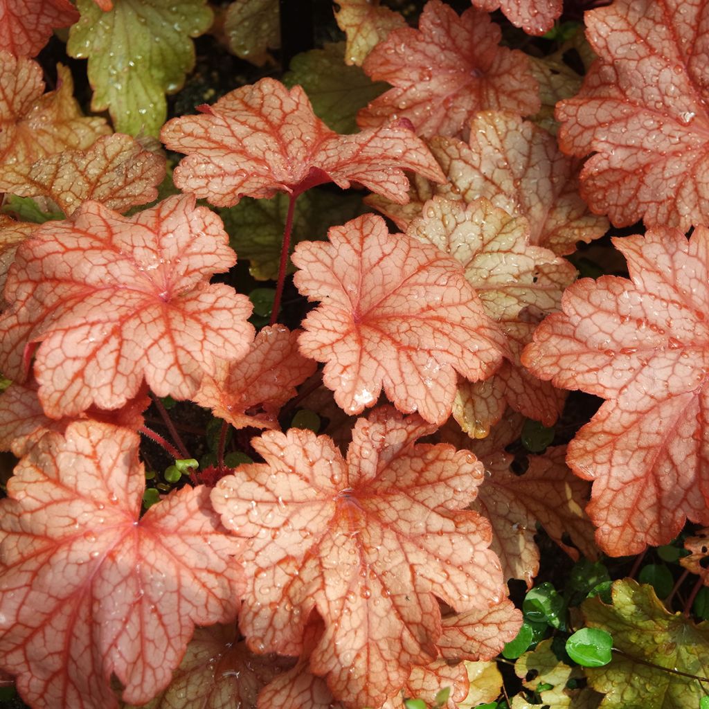 Heuchera Paprika - Purperklokje