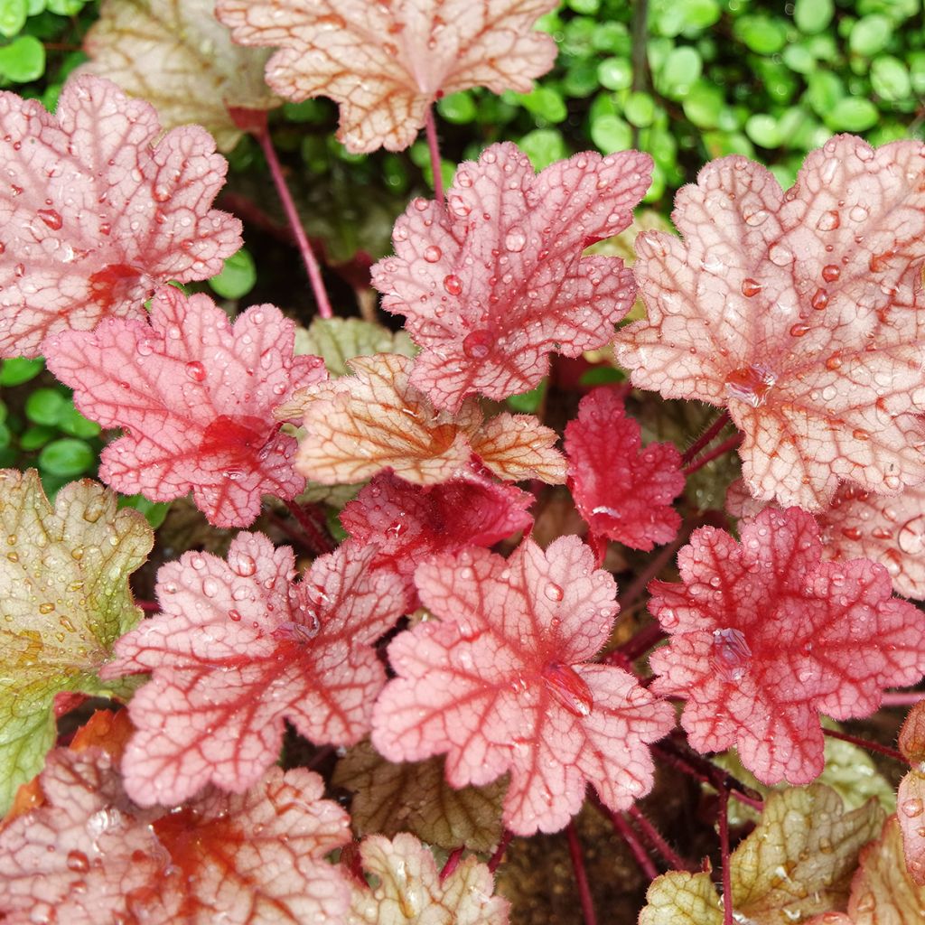 Heuchera Paprika - Purperklokje