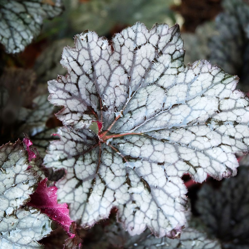 Heuchera Plum Pudding - Purperklokje