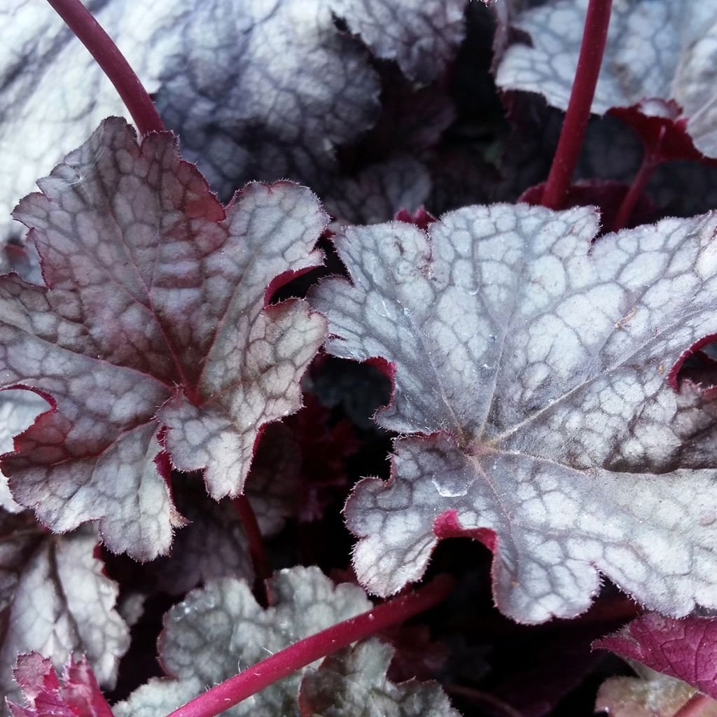 Heuchera Plum Pudding - Purperklokje