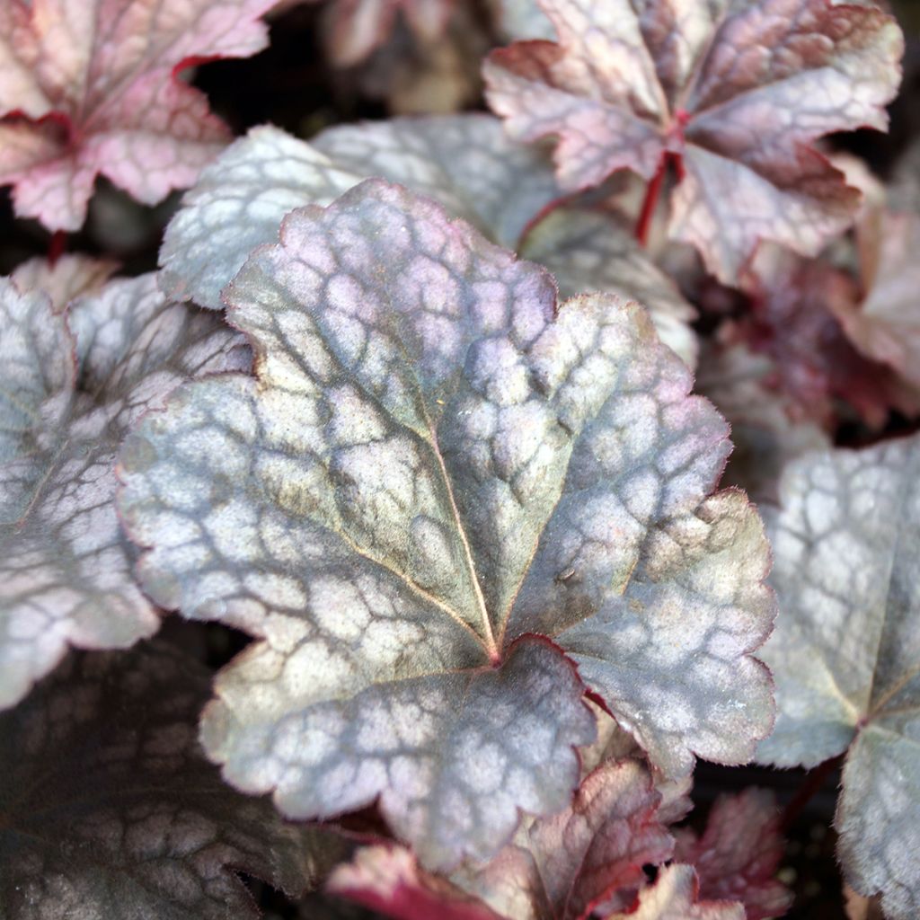 Heuchera Plum Pudding - Purperklokje