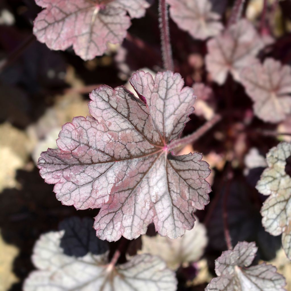 Heuchera Prince of Silver - Purperklokje