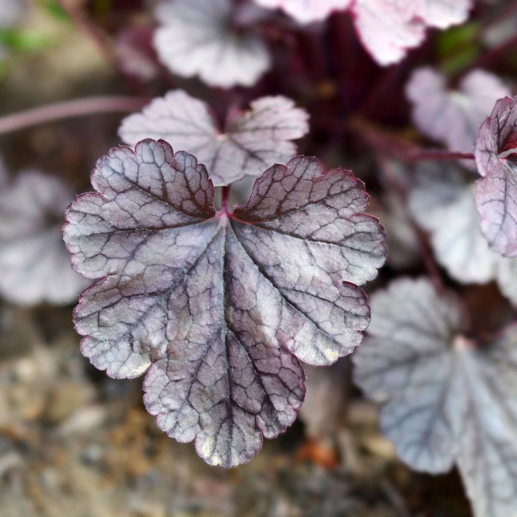 Heuchera Prince of Silver - Purperklokje