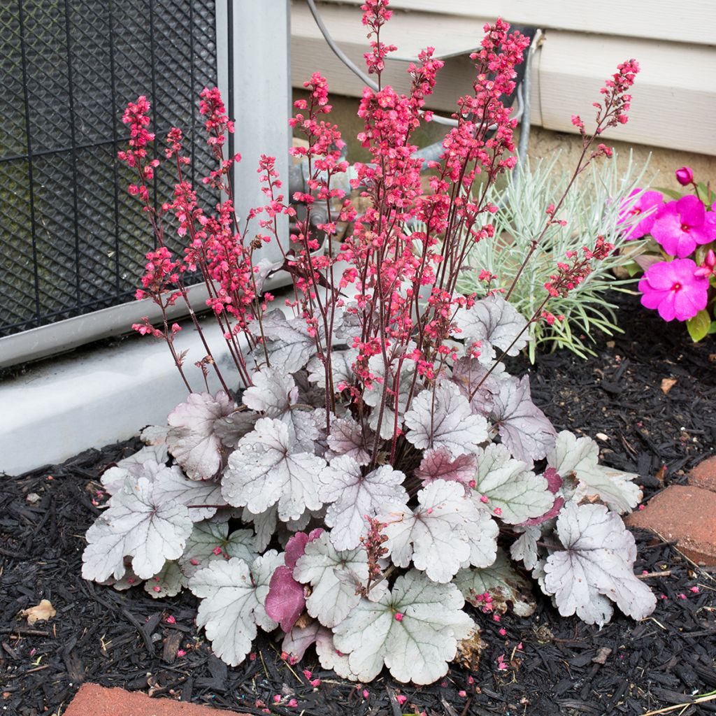 Heuchera Silver Gumdrop - Purperklokje