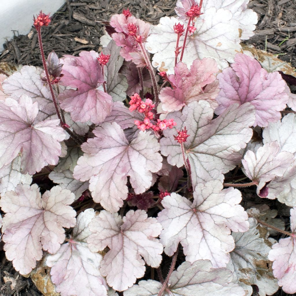 Heuchera Silver Gumdrop - Purperklokje