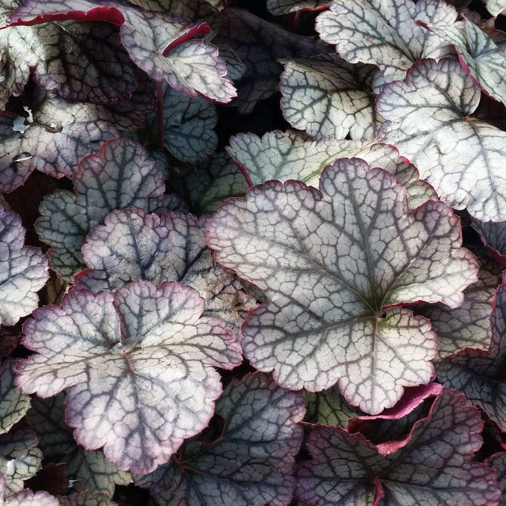 Heuchera Silver Scrolls - Purperklokje