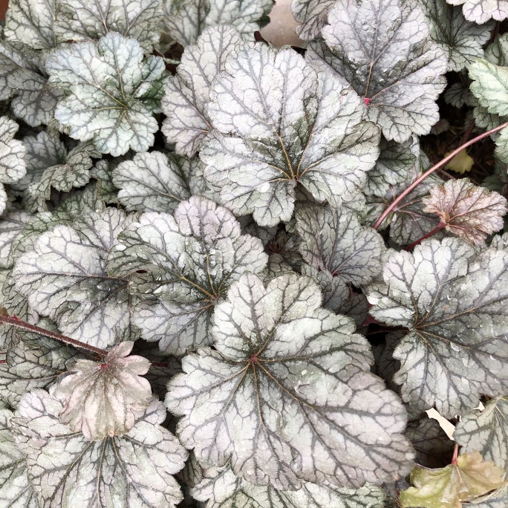 Heuchera Silver Scrolls - Purperklokje