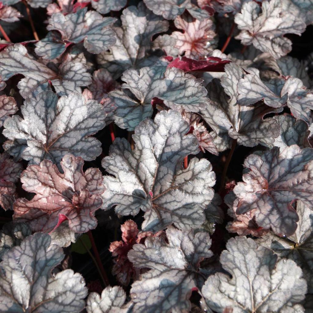 Heuchera Timeless Treasure - Purperklokje
