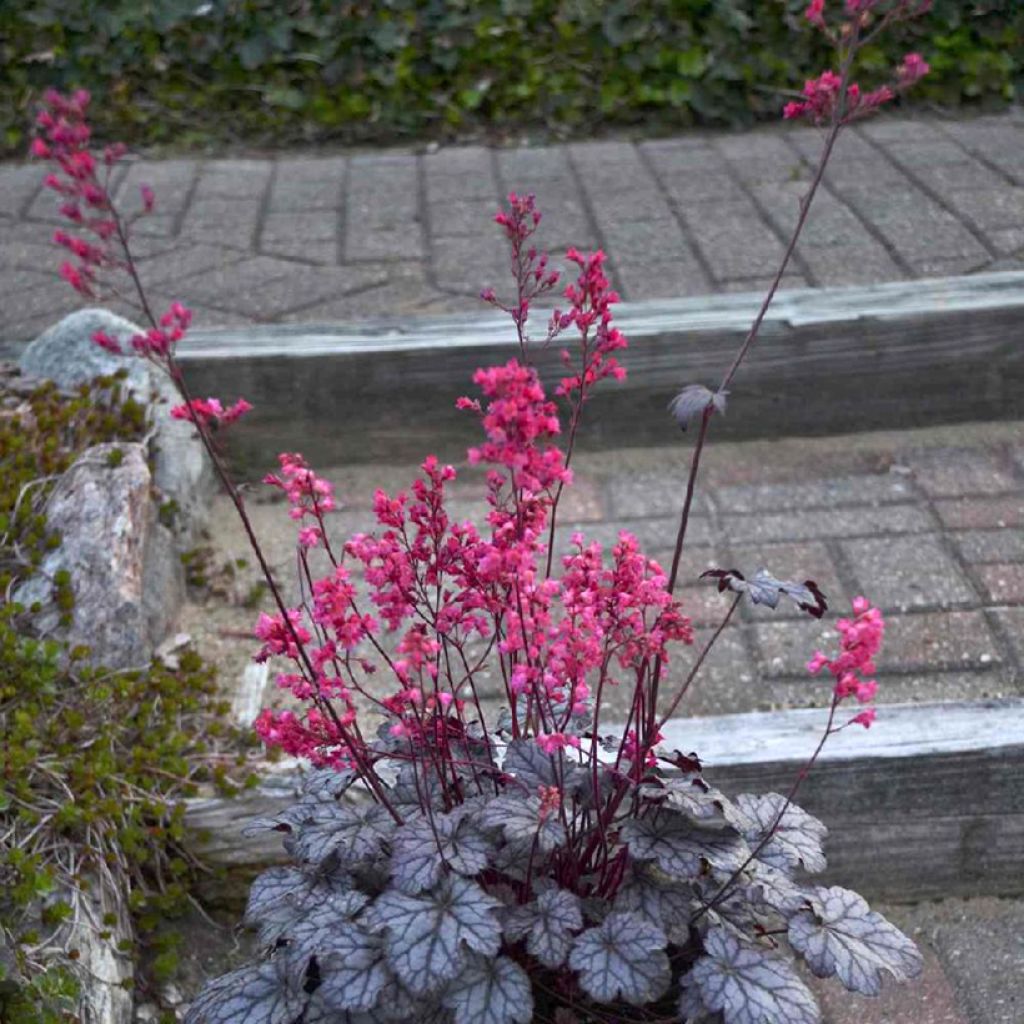 Heuchera Timeless Treasure - Purperklokje