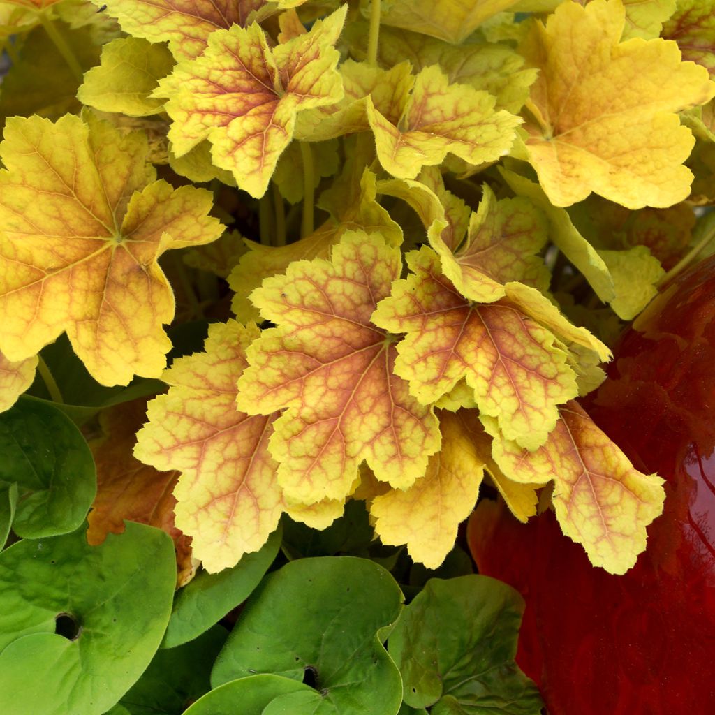 Heuchera Tiramisu - Purperklokje