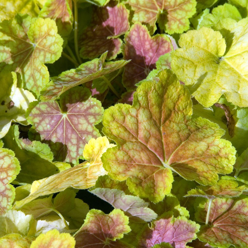Heuchera Tiramisu - Purperklokje