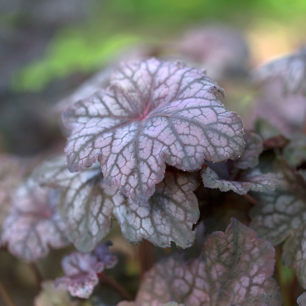 Heuchera Velvet Night - Purperklokje