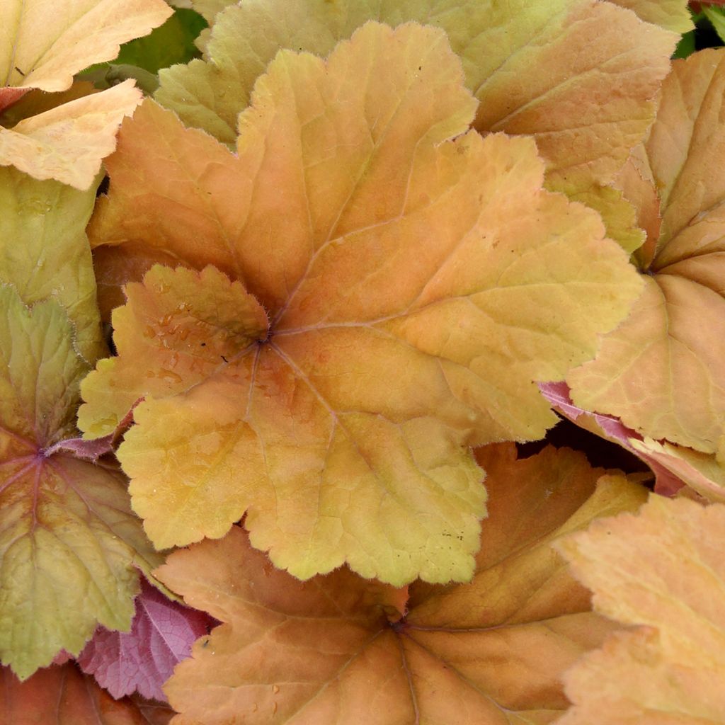 Heuchera Mega Caramel - Purperklokje