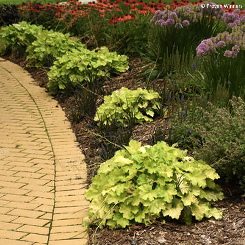 Heuchera Pretty Pistachio - Purperklokje