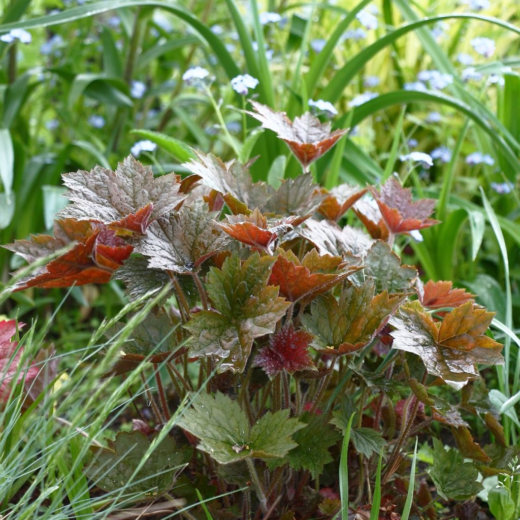 Heuchera micrantha Palace Purple - Purperklokje