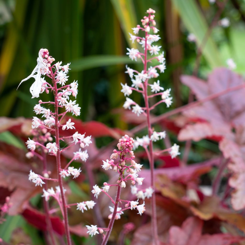 Heuchera micrantha Palace Purple - Purperklokje