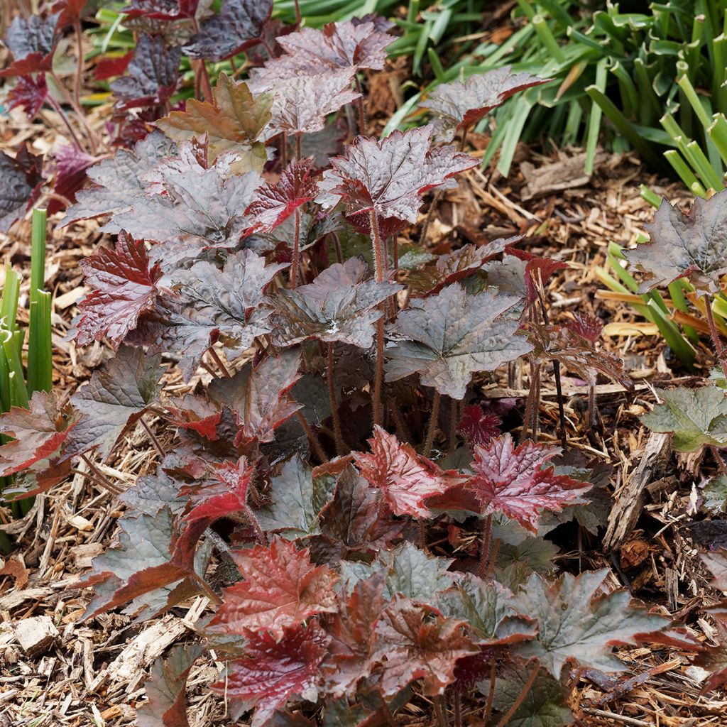 Heuchera micrantha Palace Purple - Purperklokje