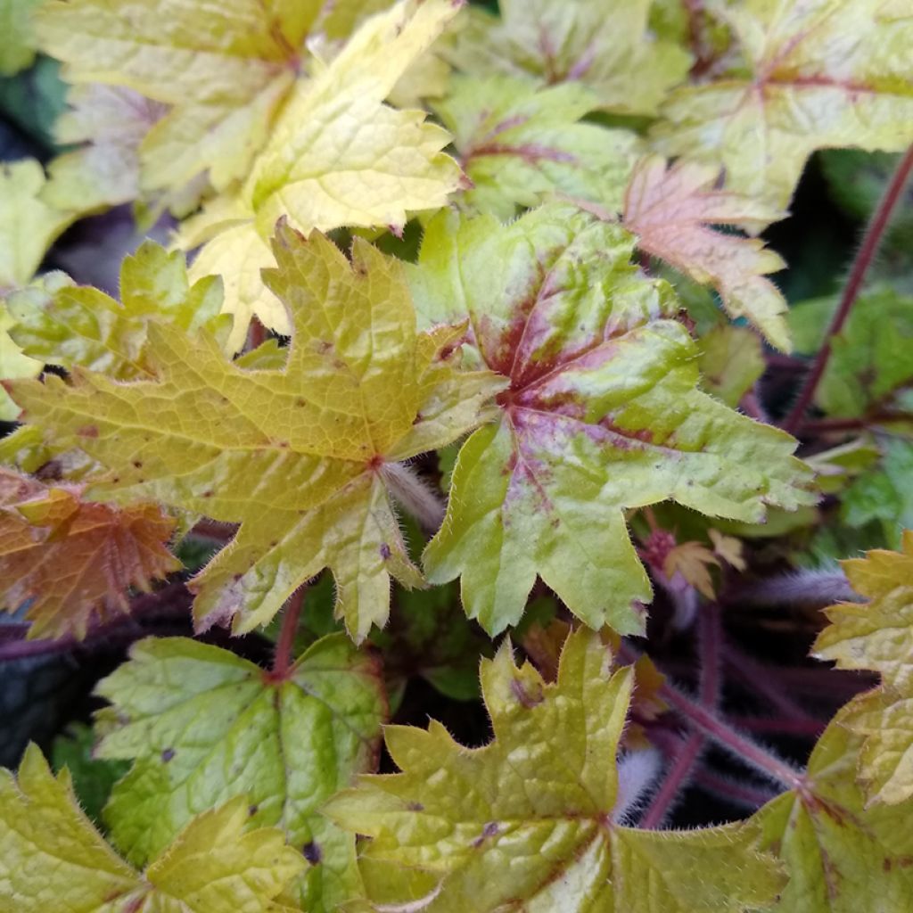 Heucherella Alabama Sunrise - Purperklokje