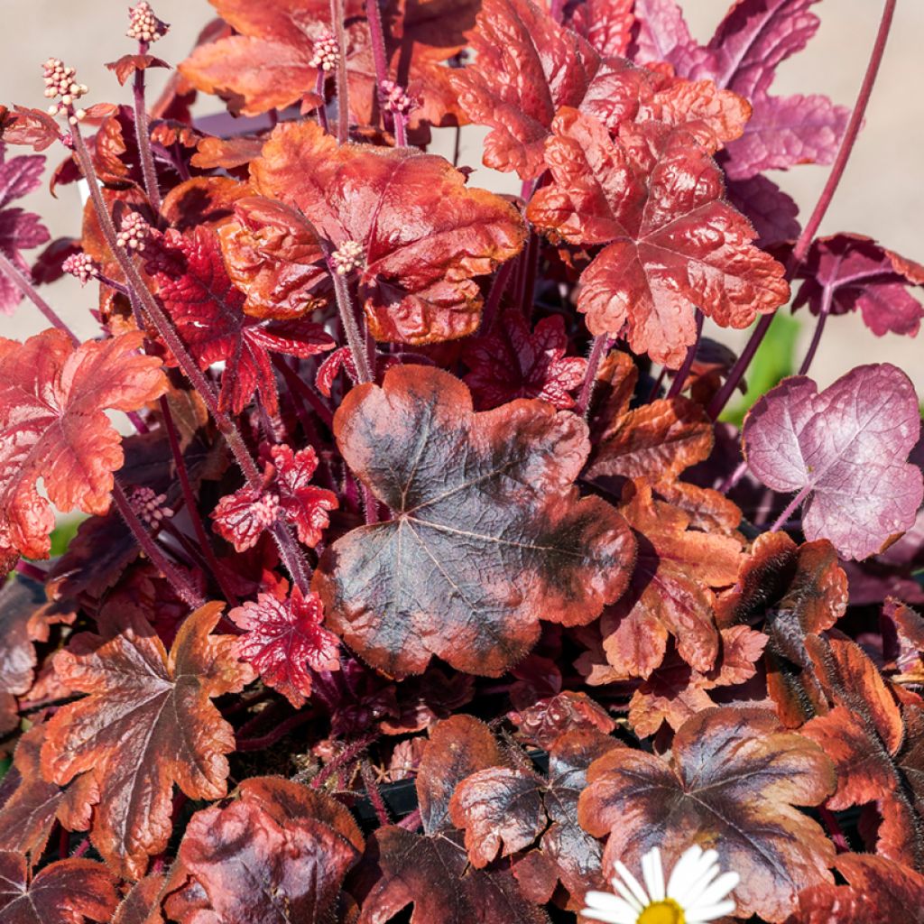 Heucherella Brass Lantern® - Purperklokje