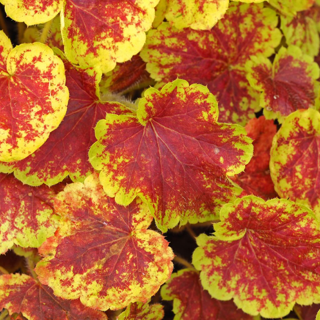 Heucherella Solar Eclipse - Purperklokje