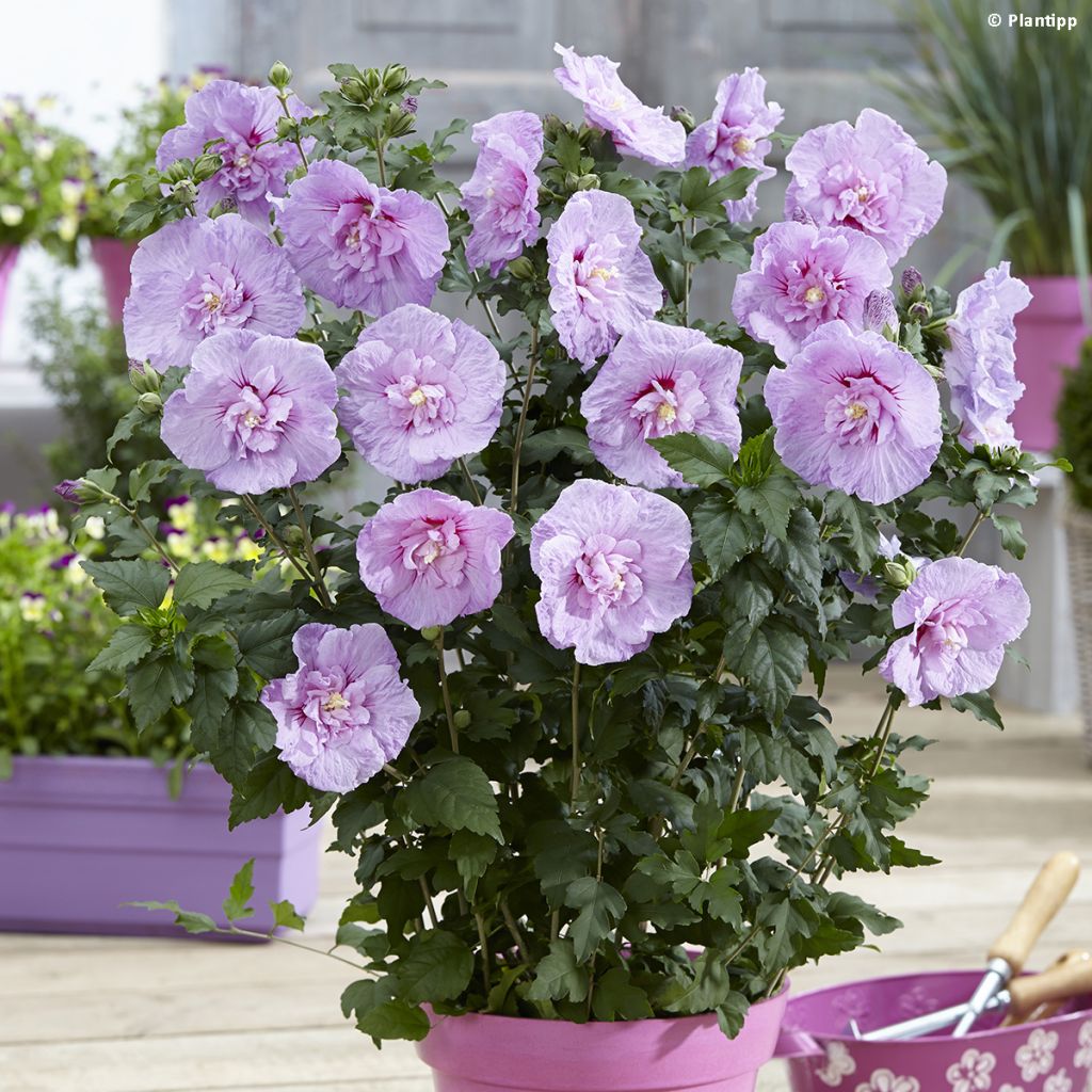 Hibiscus syriacus Lavender Chiffon - Tuinhibiscus