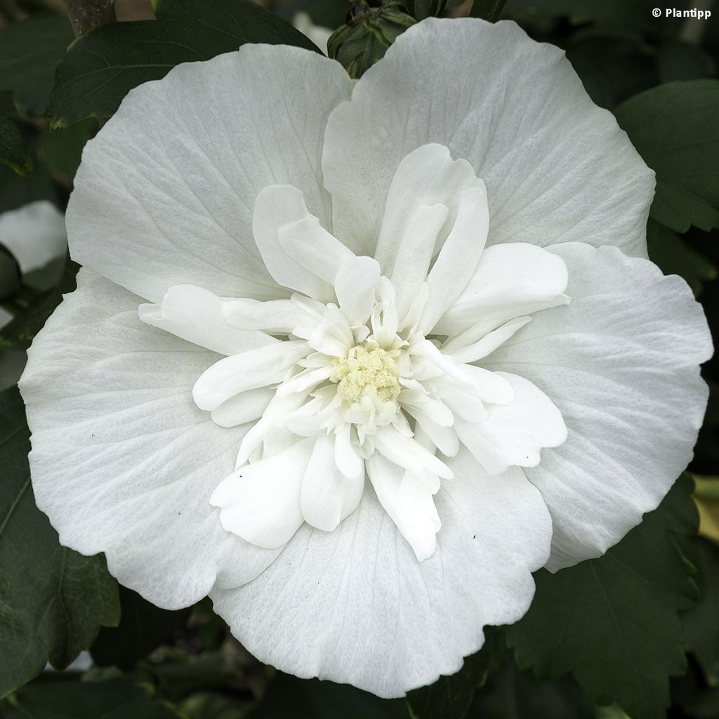 Hibiscus syriacus White Chiffon - Tuinhibiscus