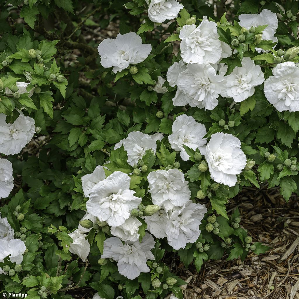 Hibiscus syriacus White Chiffon - Tuinhibiscus