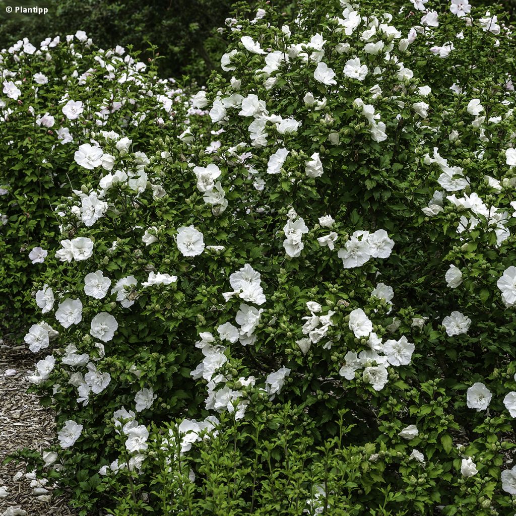 Hibiscus syriacus White Chiffon - Tuinhibiscus