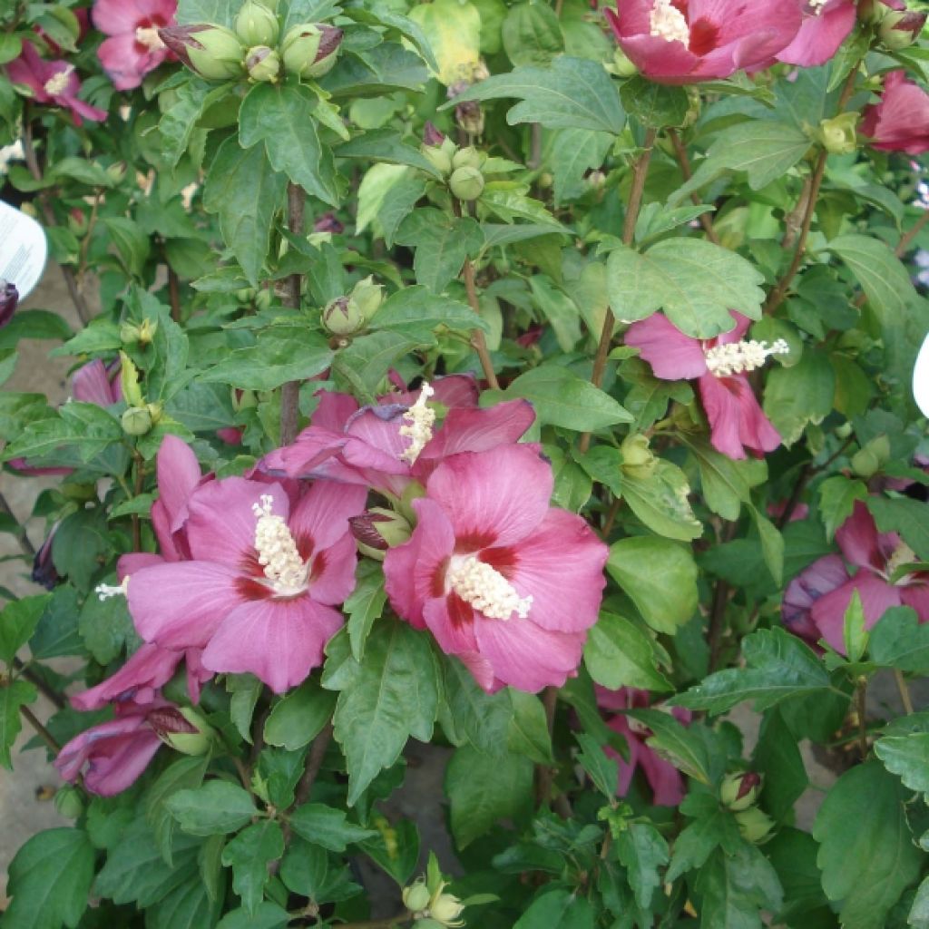 Hibiscus syriacus Woodbridge - Tuinhibiscus