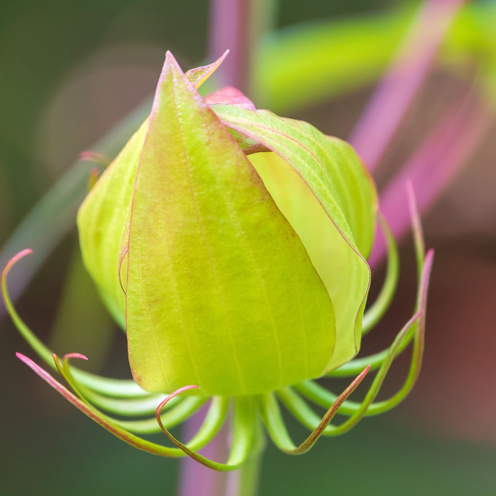 Hibiscus coccineus - Moerashibiscus