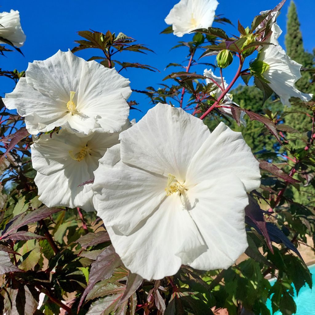 Hibiscus moscheutos Carousel Ghost - Moerashibiscus