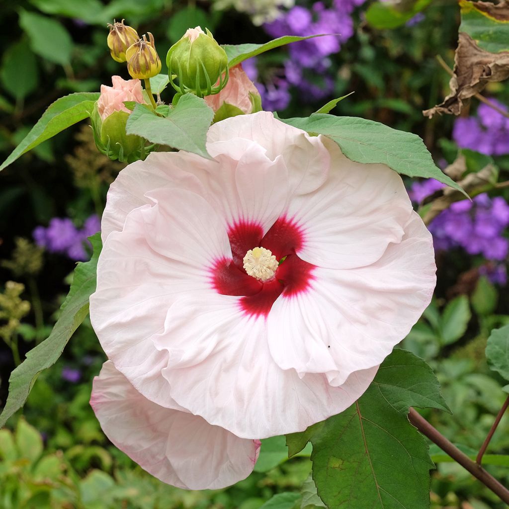 Hibiscus moscheutos Cherry Cheesecake - Moerashibiscus