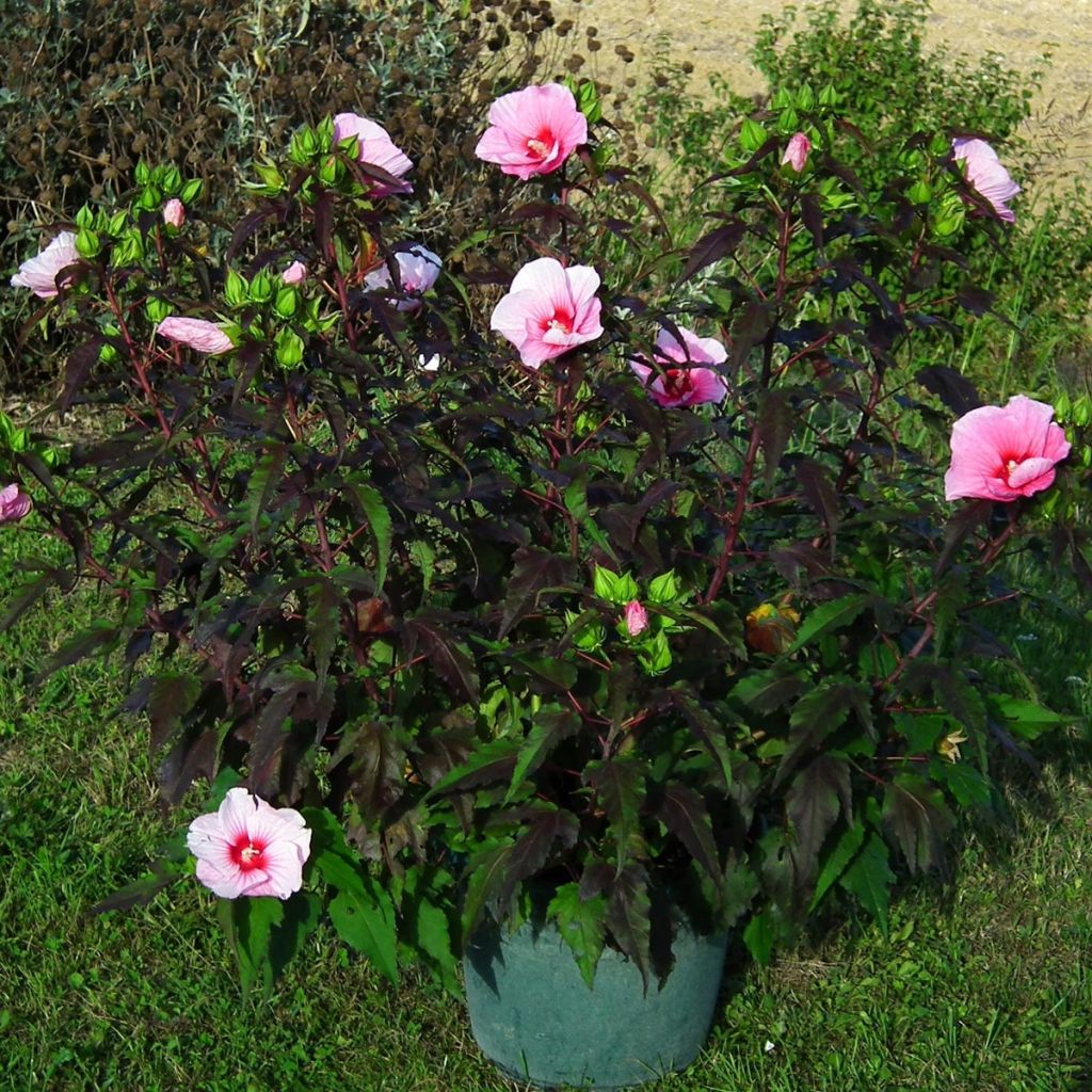 Hibiscus moscheutos Joli Coeur - Moerashibiscus