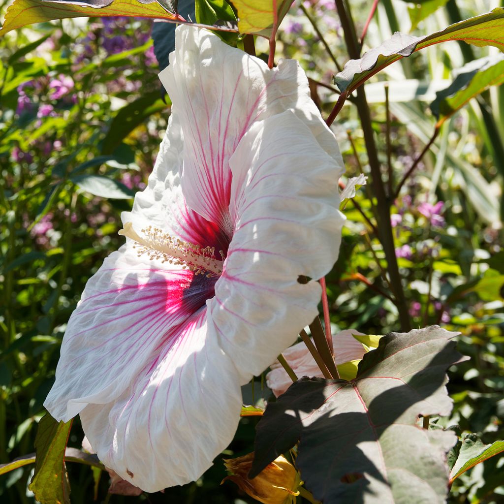 Hibiscus moscheutos Joli Coeur - Moerashibiscus