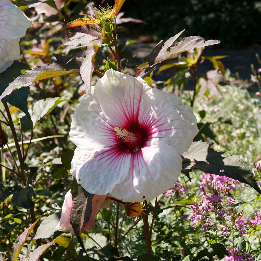 Hibiscus moscheutos Joli Coeur - Moerashibiscus
